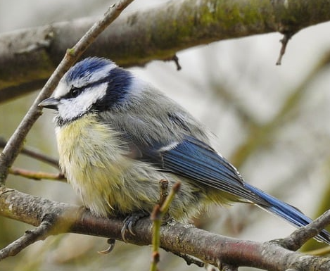 blue tit bird box camera blue tit