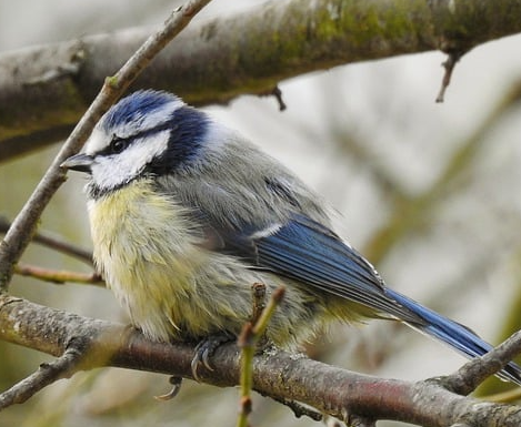 bird box camera blue tit