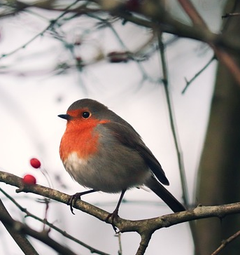 robins for bird boxes