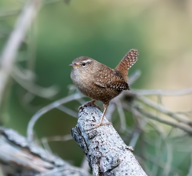 wren bird wren for bird nest box