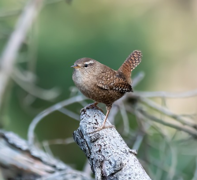 wren for bird nest box